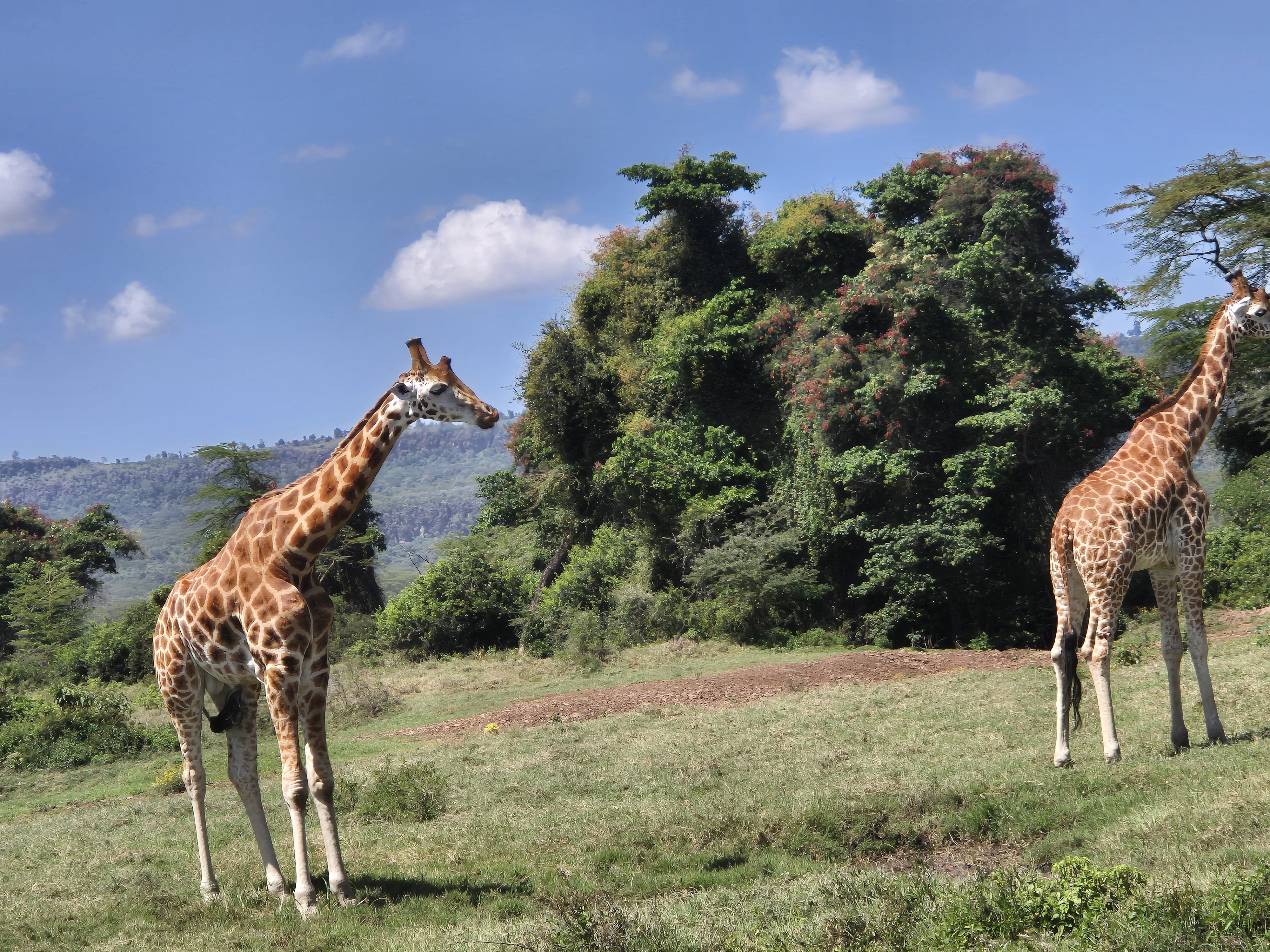 Banner Africa